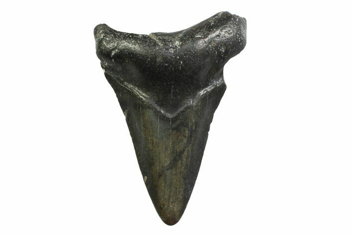 Juvenile Megalodon Tooth - North Carolina #354536
